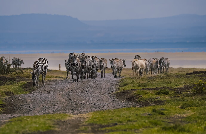 Zebra - DSC_3931-2022.12.31_v1