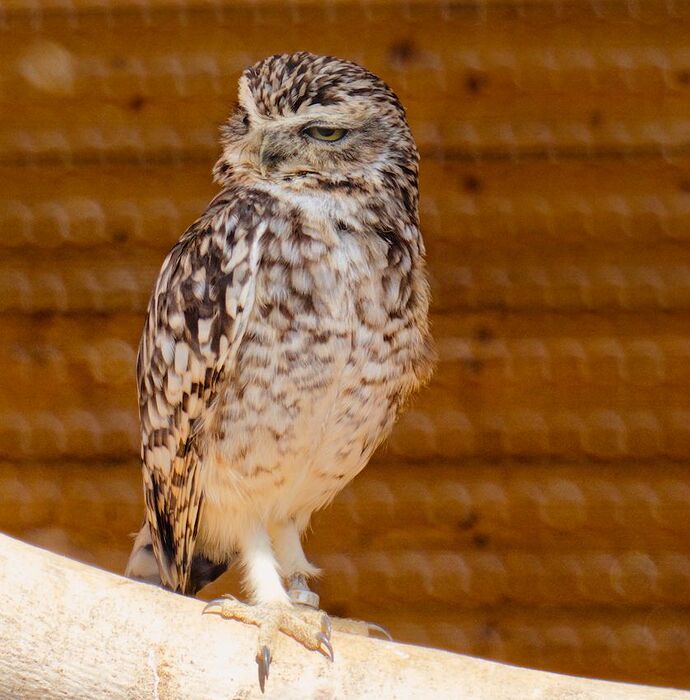 IMG_1249 burrowing owl