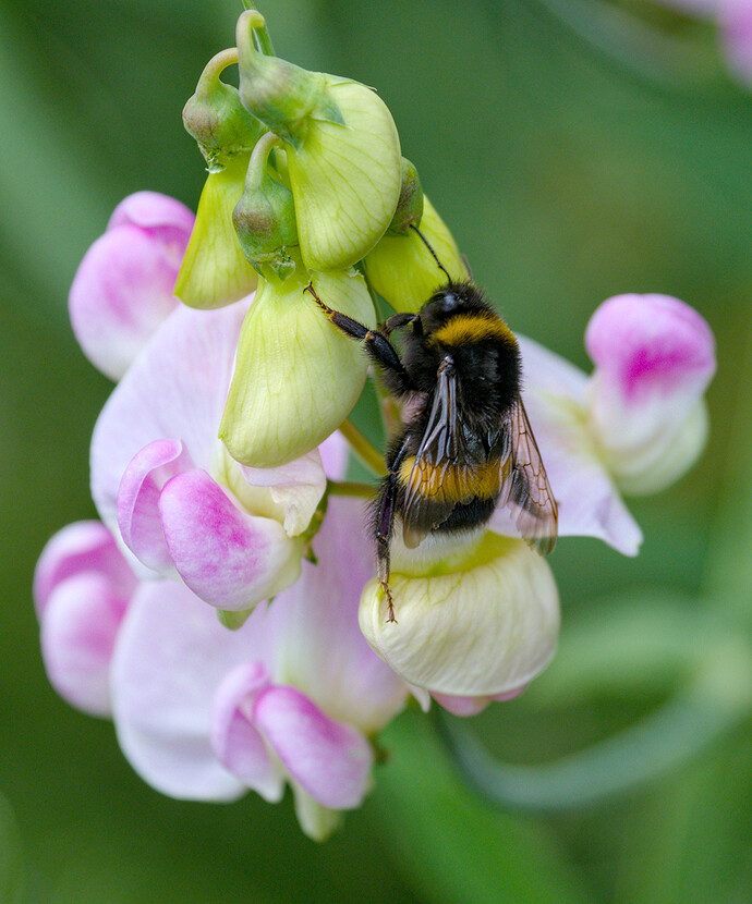 2507_SommerimGarten_0069