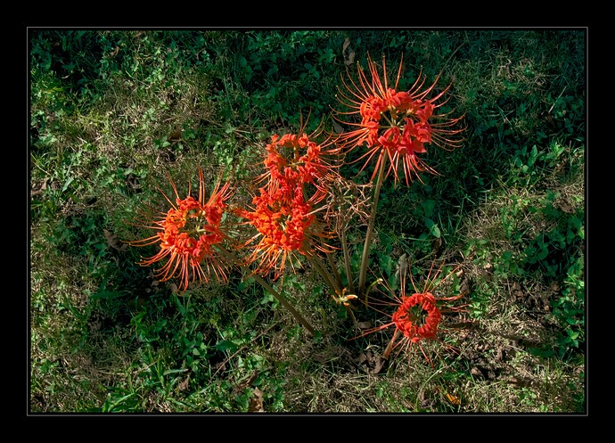 L1000184_0