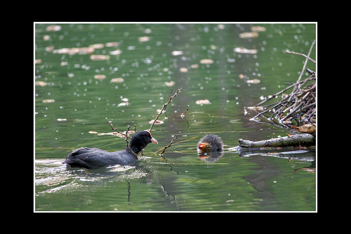 IMG_6868_01