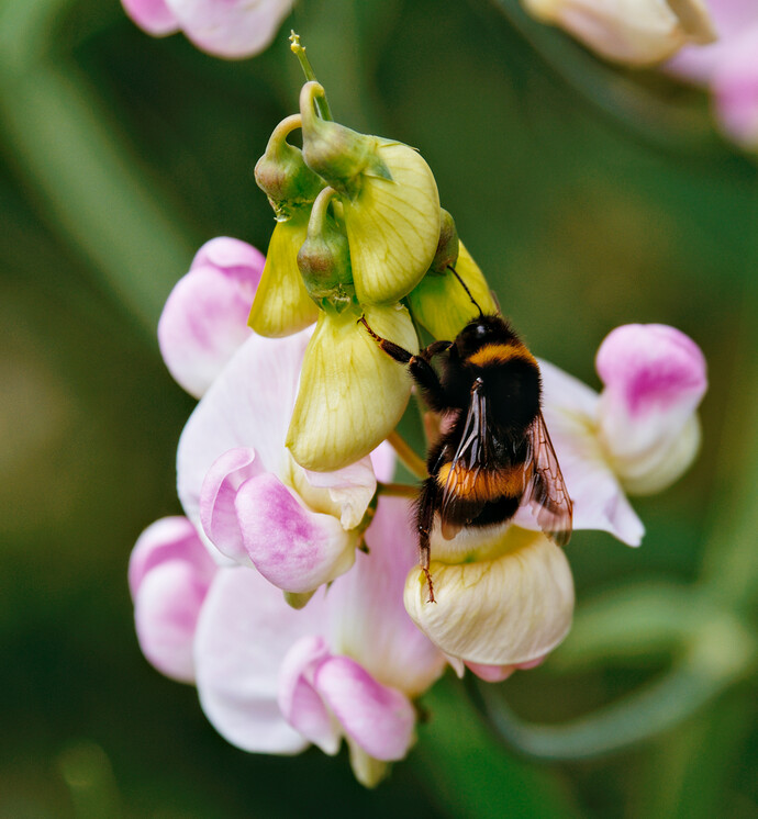 2507_SommerimGarten_0069-1