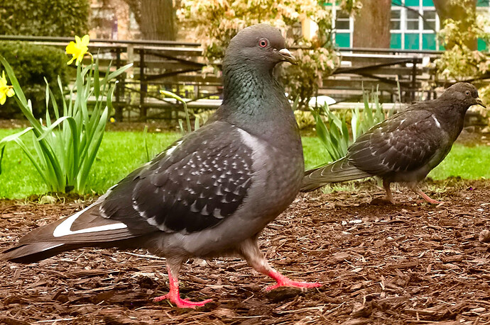 _MG_3199 ART and GIMPb (jpegli)