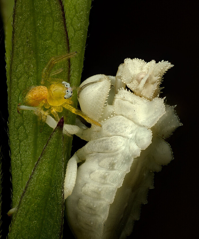 Ambush with Spider_02