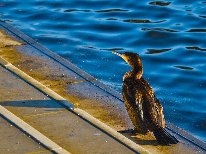 2512_Ümminger See vor Weihnachten_0050_02