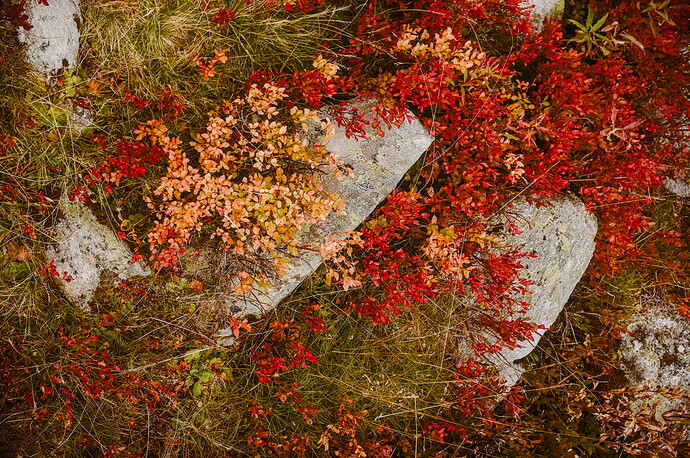 Blueberry - 20250913_2025-09-13 nendaz_0091-2025.09.13