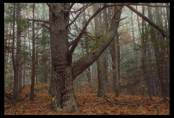 Foggy Woods_IMG_2621