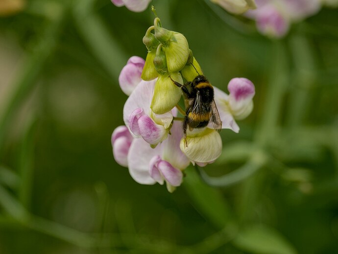 2507_SommerimGarten_0069