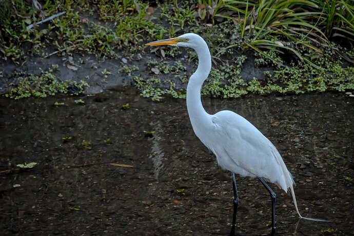 DSC_6163_Denoised_01