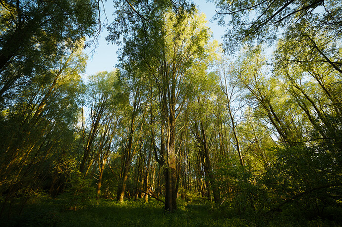 20260506-191330-DSC_0411_BIG.NEF
