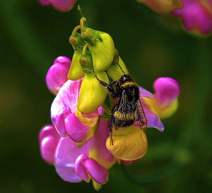 2507_SommerimGarten_0069