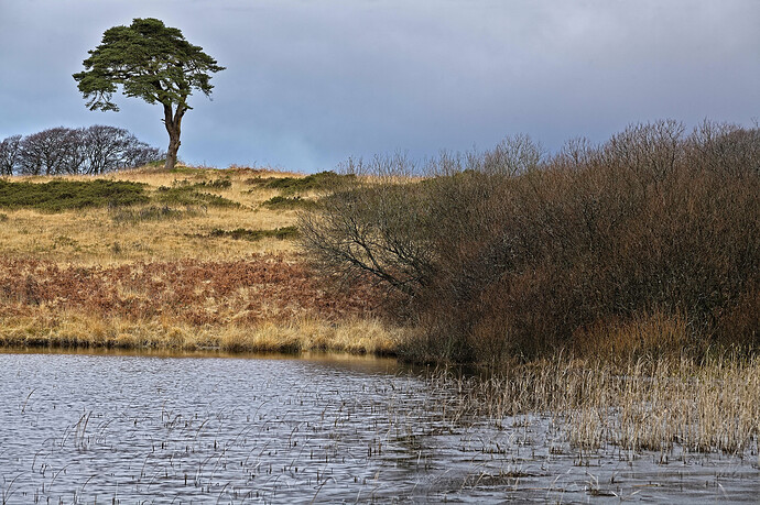 2026-01-02 _MG_8061 RawTherapee and GIMP (1)