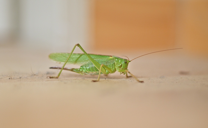 20190809_7678_grasshopper-output-sharpened