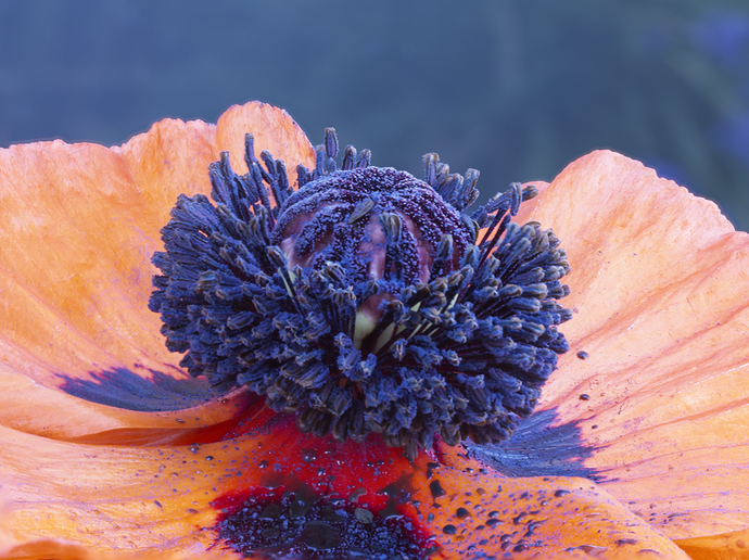 poppy flower 165 to 173