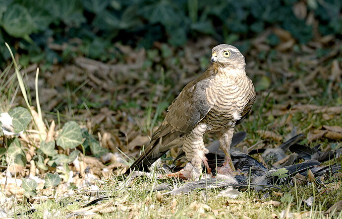 Sparrow Hawk_DSC08336-2025.09.13