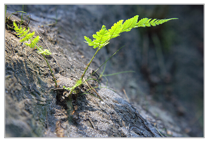 fern_focus_stack