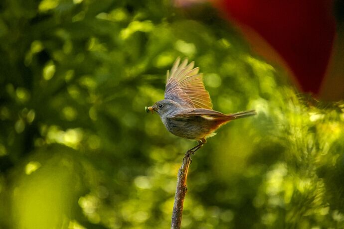 IMG_2026_001