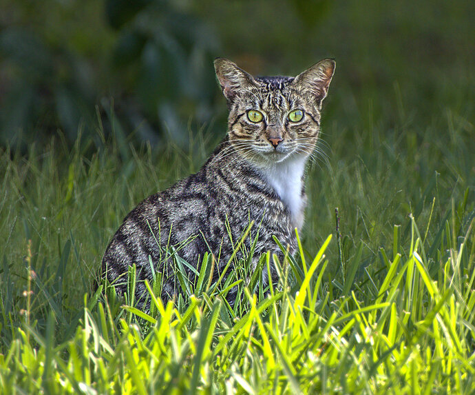 lucisedthecat