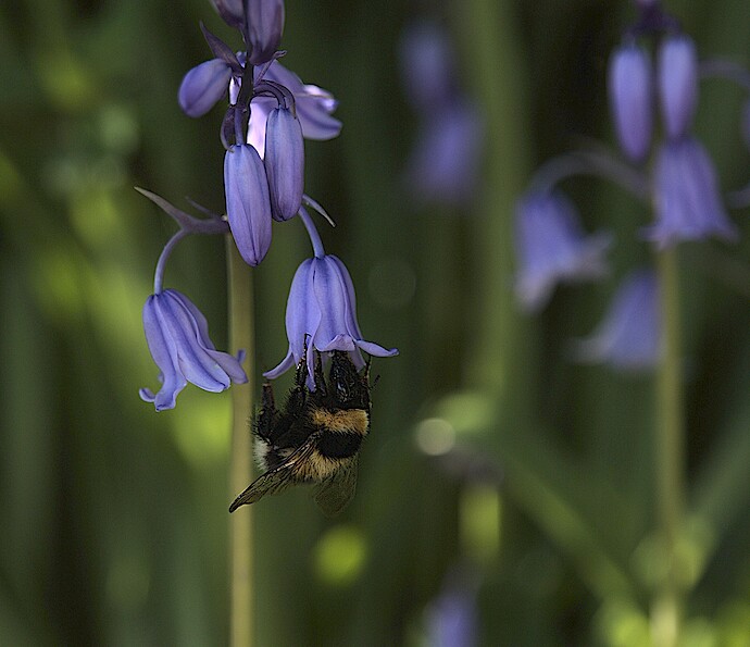 RT automatched+luminance TC GIMP crop select bee sharpen levels