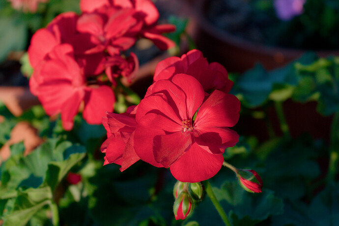 DSC_0134_01.tif-Agx-PUNCHY-ToneMapped-xyYCompressed