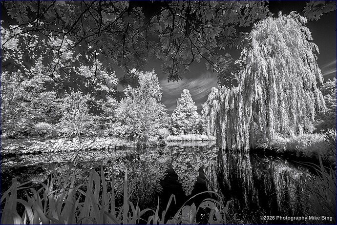 FMG12593-F11mm-A14.0-RongebosIrix11-ISO100-dt_v1-illustration40-tonemap50-2026-web