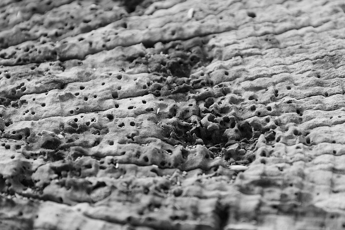20260906-121320-D300S-DSC_5670-0.NEF