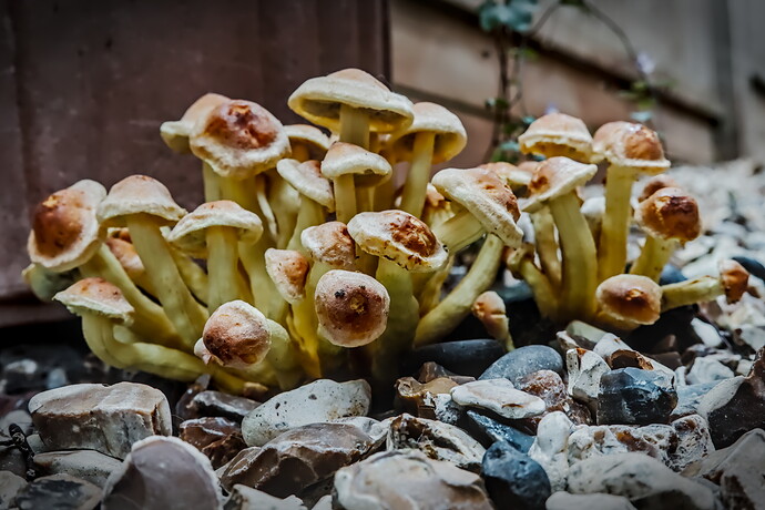 Fungi-25-10-11_MG_6549-2025.10.11