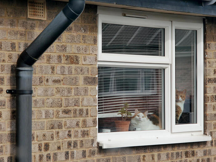 P1030772cat