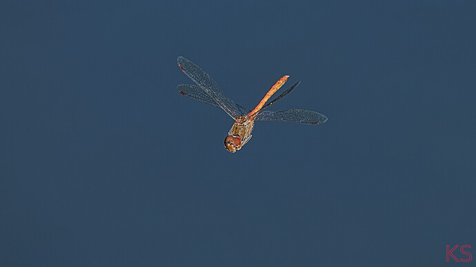 20261007_130137_42_rf