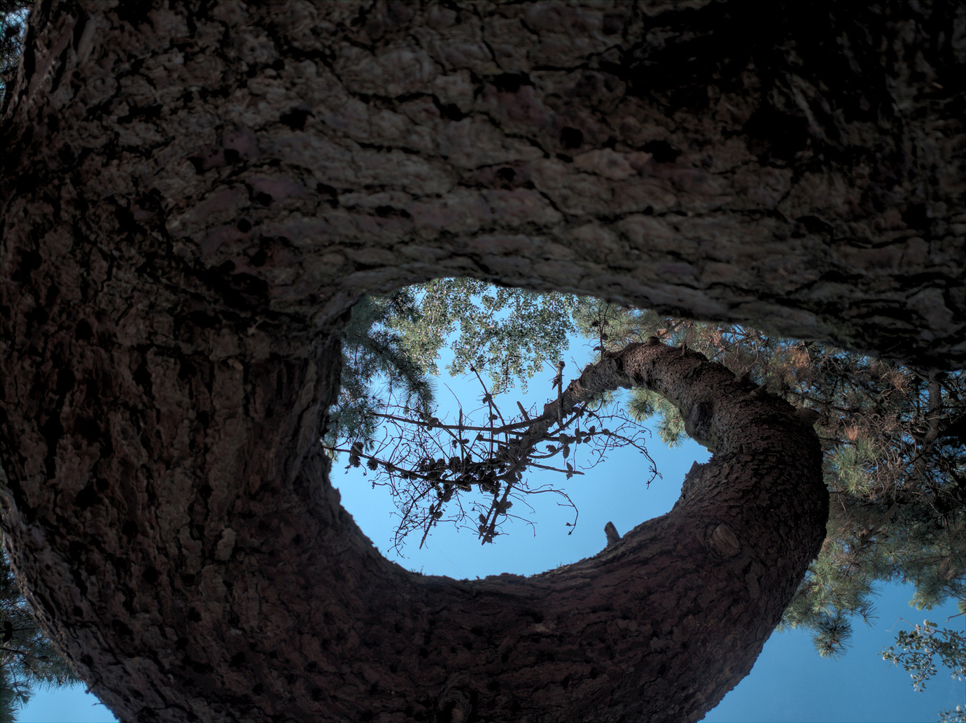 spiral pine tree Play Raw discuss.pixls.us