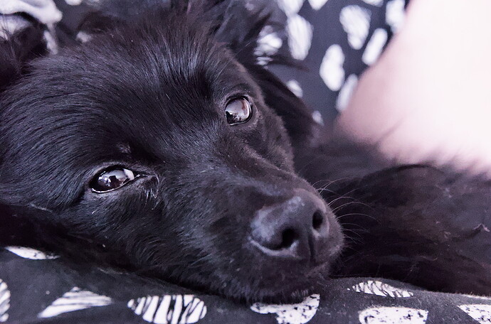 My Dog_K541810-2018.06.11