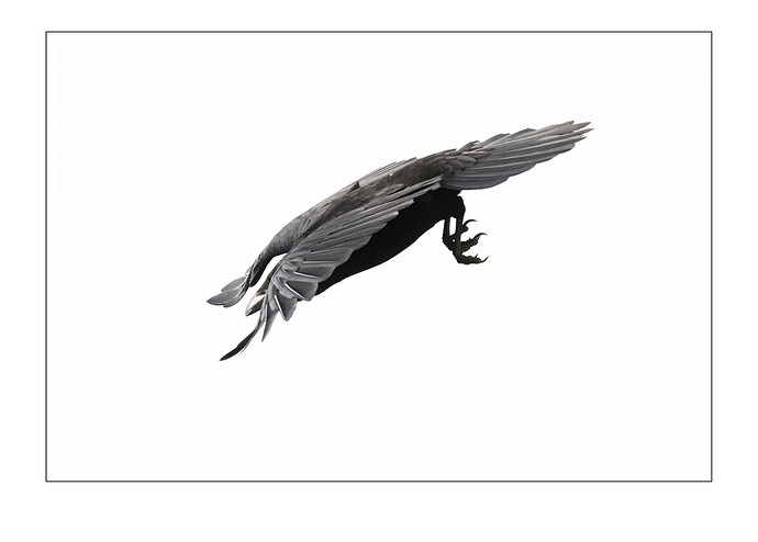 skydiving_crow