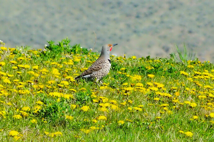 P1040512 ART -GIMP (Jpegli)