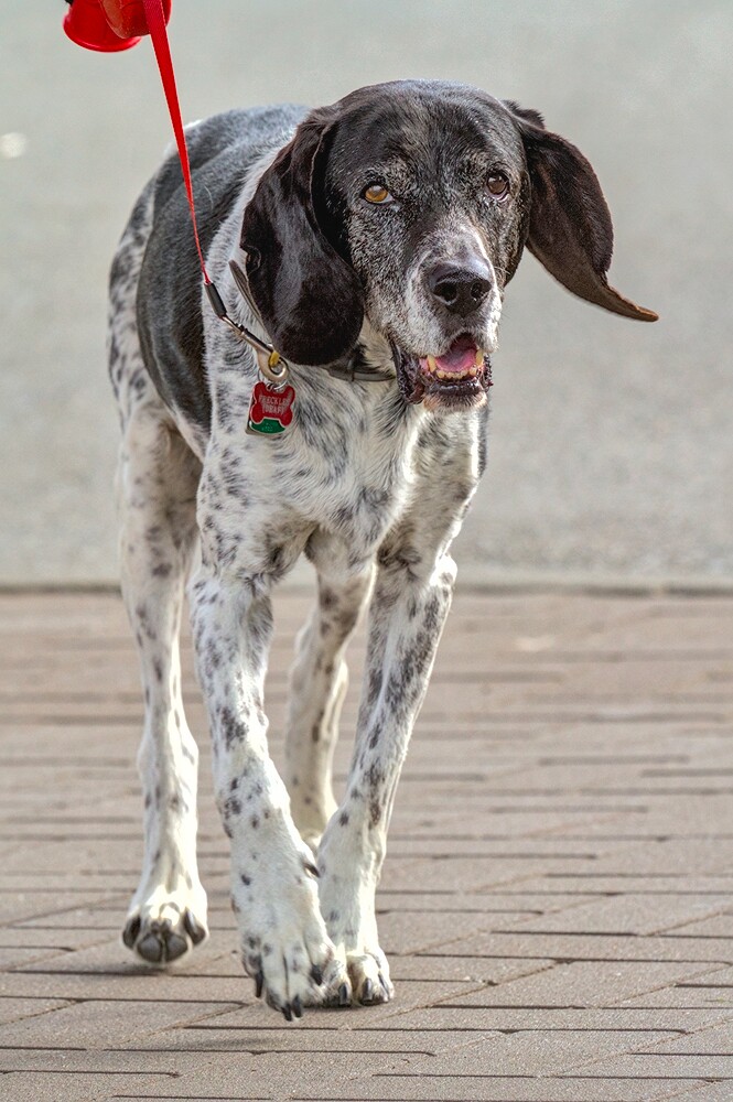 dogs-vancouver-20130908-0670_Rel-yes_03
