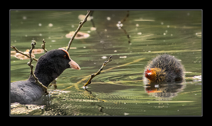 IMG_6868_0