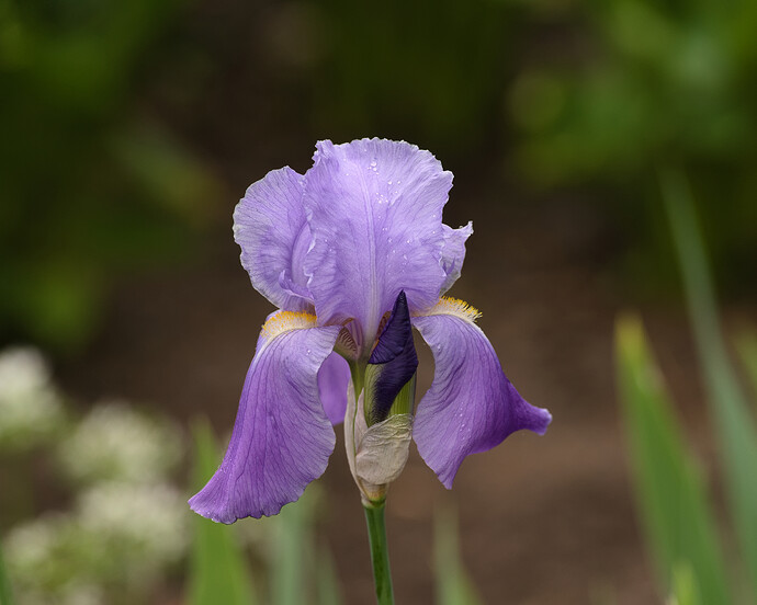 iris.4