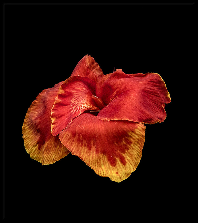 Home - Flowers_P1020514 _01