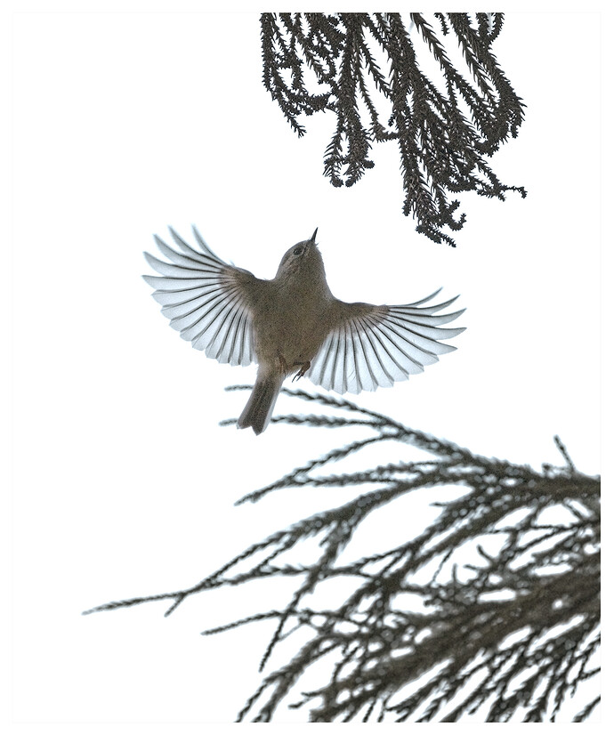 IMG_2026-01-12_12-17_0139