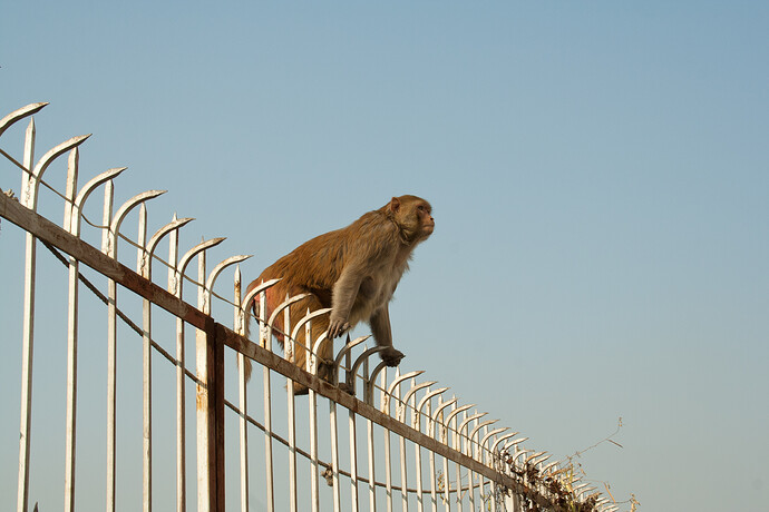 Monkeys-2805
