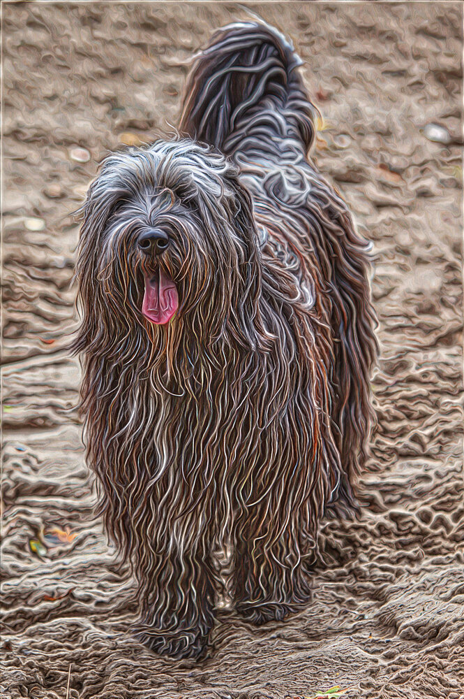 dog_mop