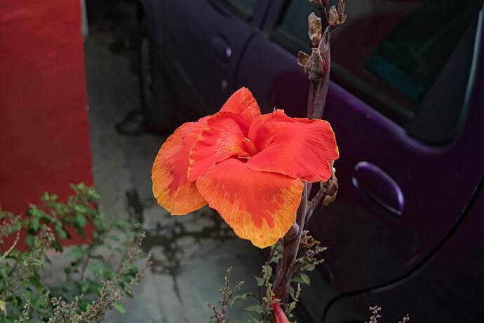 Home - Flowers_P1020514 -2025.05.17
