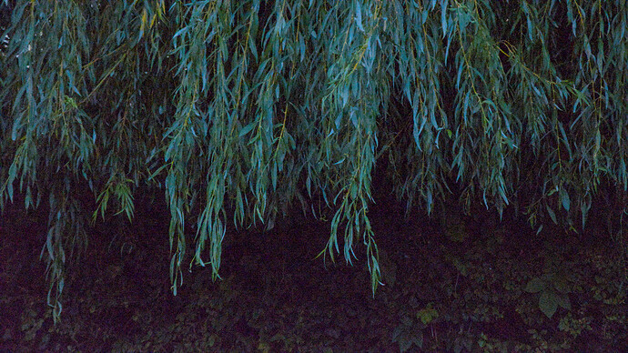 DSC_3200