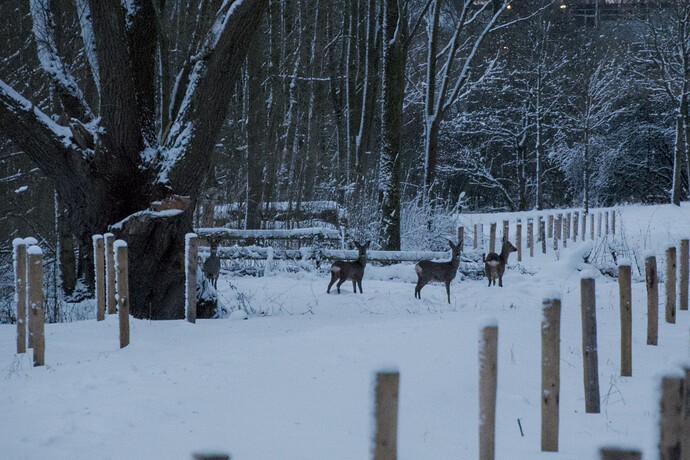 20260110-083437-DSC_2246