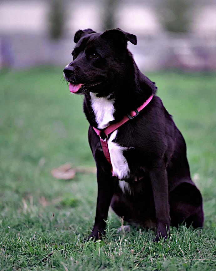 dog