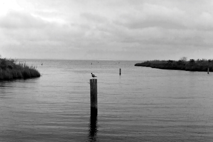 2025-08-05 - Manns Harbor bird and bridge RT-GIMP (Jpegli)