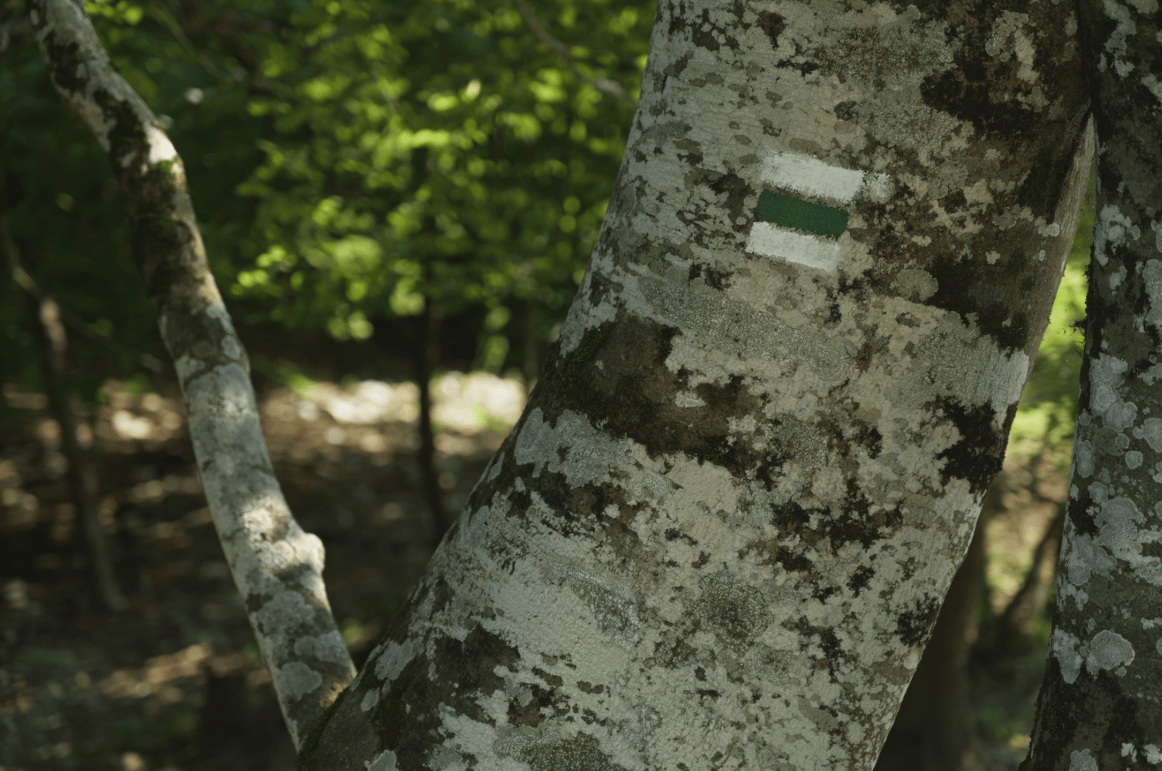 ezgif-3956d1533e21a667