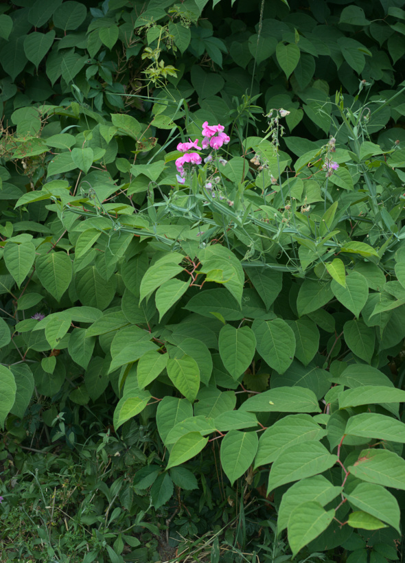 knotweed