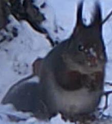 DSCF0006_0003_animal_00