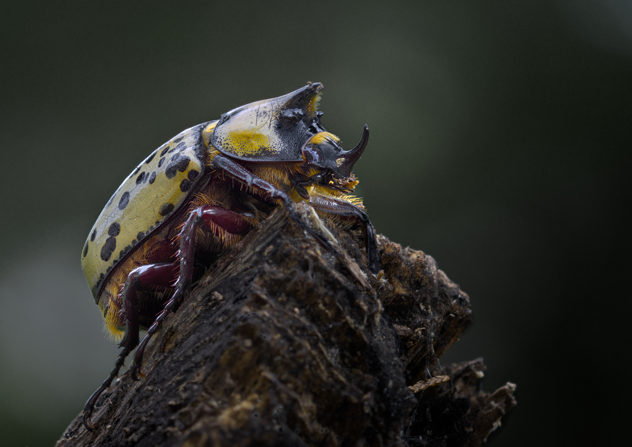 Hercules, one tough bug - Showcase - discuss.pixls.us