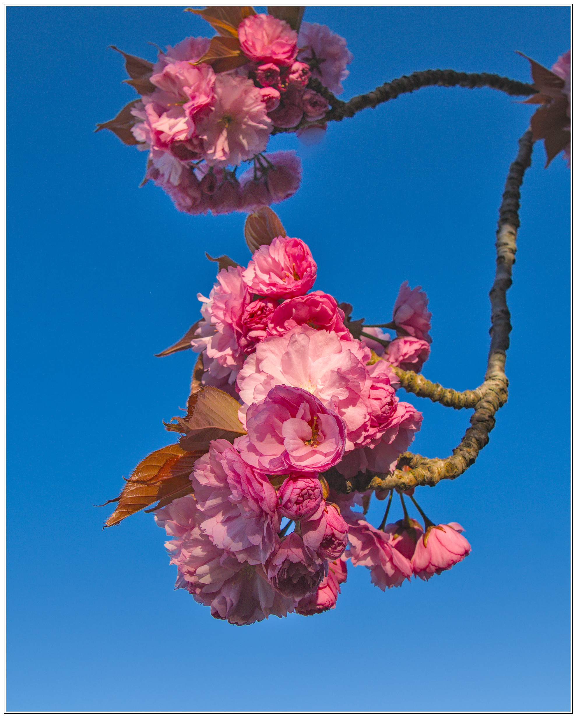 pinks.and.blues_1980_cf